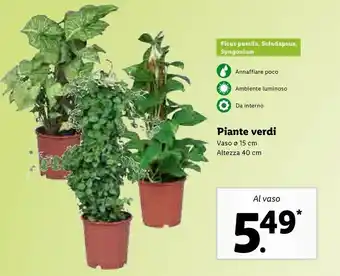 Lidl Piante Verdi Vaso offerta