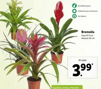 Lidl Bromelia Vaso offerta