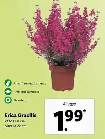 Lidl Erica Gracilis Vaso offerta