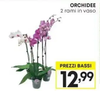 ORCHIDEE 2 rami in vaso