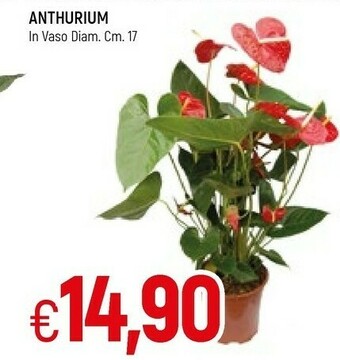 Famila Piante offerta