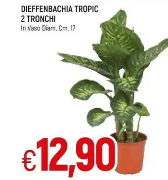 Famila Piante offerta