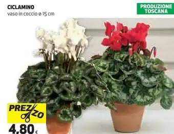 Coop Ciclamino offerta