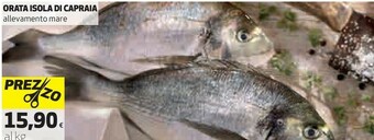 Coop Orata Isola Di Capraia offerta