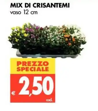 Tigros Mix di Crisantemi 12cm offerta