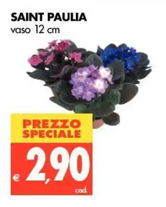 Tigros Saint Paulia vaso 12cm offerta