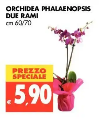 Tigros Orchidea Phalaenopsis Due Rami 60/70cm offerta