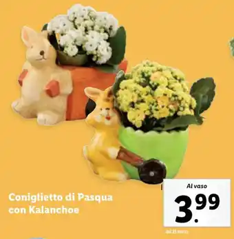 Lidl Coniglietto di Pasqua con Kalanchoe offerta