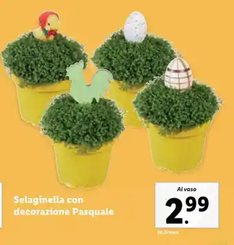 Selaginella con decorazione Pasquale