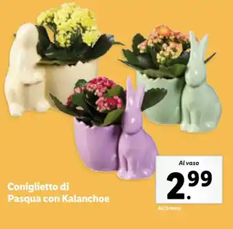 Lidl Coniglietto di Pasqua con Kalanchoe offerta