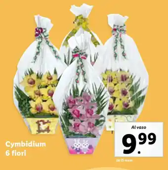 Lidl Cymbidium 6 fiori offerta