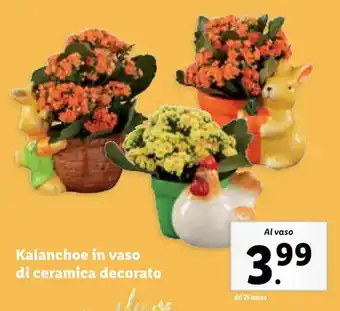 Lidl Kalanchoe in vaso di ceramica decorato offerta