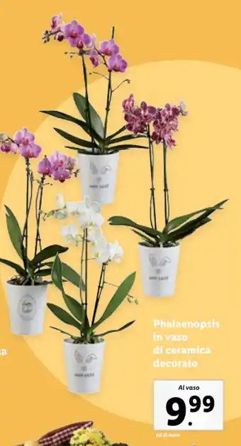 Lidl Phalaenopsis in vaso di ceramica decorato offerta