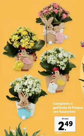 Lidl Coniglietto o gallinella di Pasqua con Kalanchoe offerta