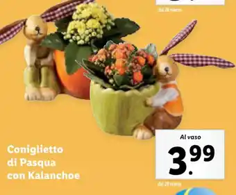 Lidl Coniglietto di Pasqua con Kalanchoe offerta