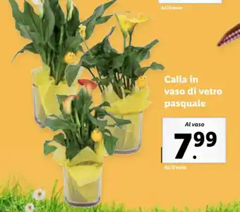 Lidl Calla in vaso di vetro pasquale offerta