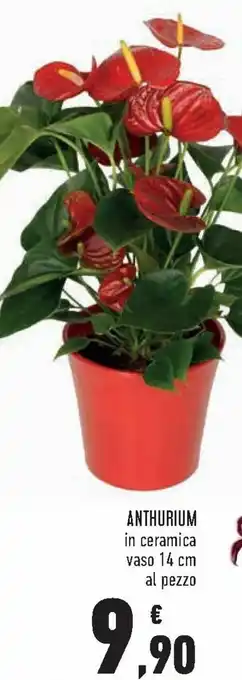Conad Anthurium in ceramica vaso 14 cm al pezzo offerta