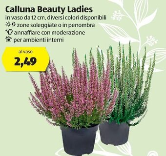ALDI Calluna Beauty Ladies offerta