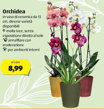 ALDI Orchidea offerta