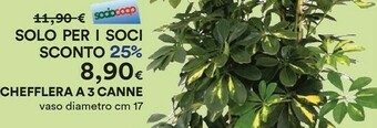 Coop Piante offerta