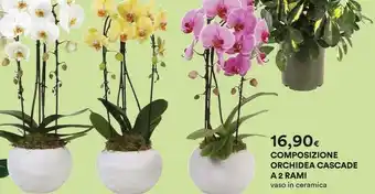 Coop Orchidea Piante offerta