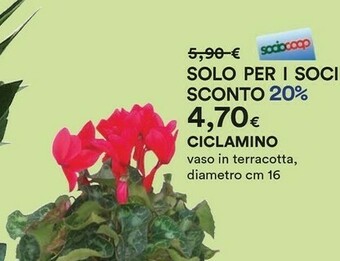Coop Piante offerta