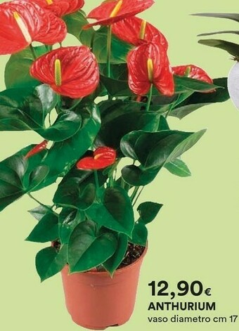 Coop Piante offerta