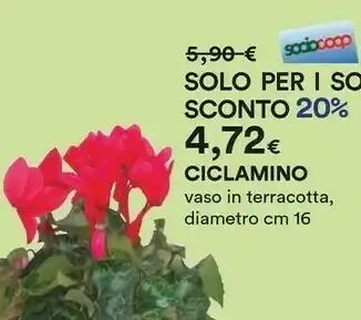 Coop Ciclamino Vaso In Terracotta offerta