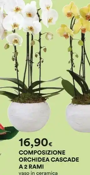 Coop Composizione Orchidea Cascade A2 Rami offerta