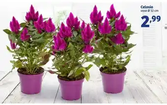 In'S Mercato Celosia Vaso offerta
