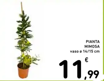 Spazio Conad PIANTA MIMOSA vaso Ø 14/15 cm offerta
