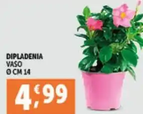 Deco Supermercati DIPLADENIA VASO Ø CM 14 offerta
