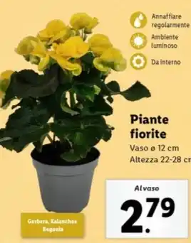 Lidl Piante fiorite offerta