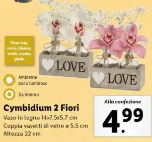Lidl Cymbidium 2 Fiori offerta