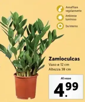 Lidl Zamioculcas offerta