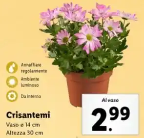 Lidl Crisantemi offerta