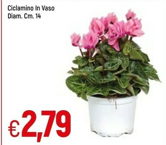 Famila Ciclamino In Vaso offerta