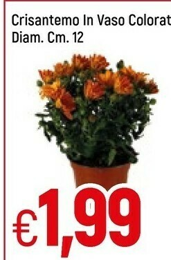 Famila Crisantemo In Vaso Colorato offerta