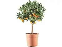 Albero da frutto Citrus Mitis Calamondino vaso 22 cm
