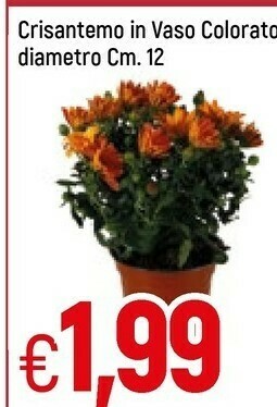 Famila Crisantemo In Vaso Colorato offerta