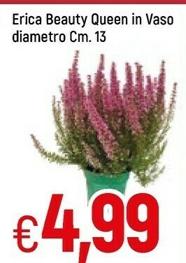 Famila Erica Beauty Qeen In Vaso offerta