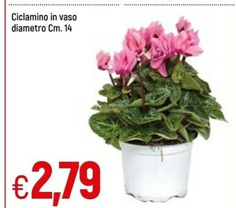 Galassia Ciclamino In Vaso offerta