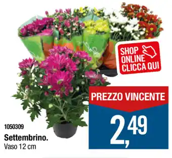 Cfadda Settembrino Vaso 12 cm offerta