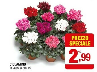 Iperal Ciclamino In Vaso offerta