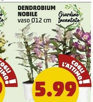 PENNY Dendrobium Nobile Vaso 12 Cm offerta