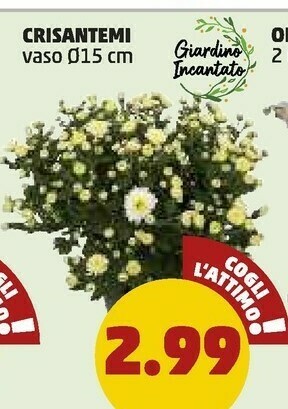 PENNY Cristantemi Vaso offerta