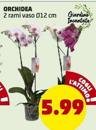 Orchidea