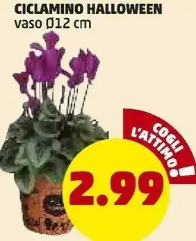 PENNY Ciclamino Halloween offerta