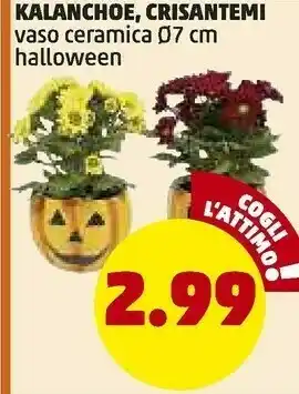 PENNY Kalanchoe Vaso Ceramica Halloween offerta
