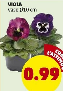 PENNY Viola Vaso offerta